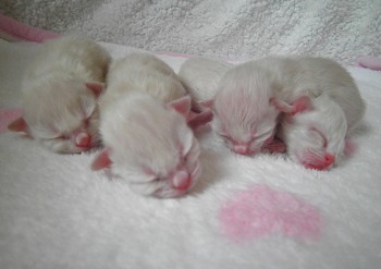 Flore : portée des 4  chatons - Chatterie Ragdolls du Val de Beauvoir